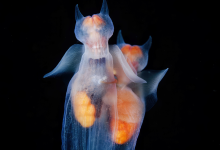 Photo of Загадочные обитатели подводного мира