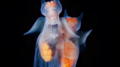Photo of Загадочные обитатели подводного мира